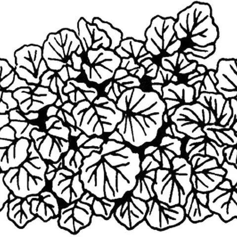 thumbnail for publication: Polyscias pinnata Balfour Aralia